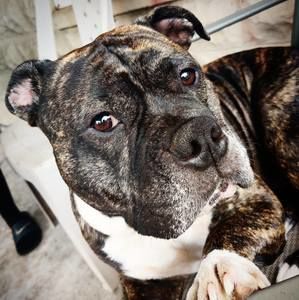 Meet your Posher, Dani